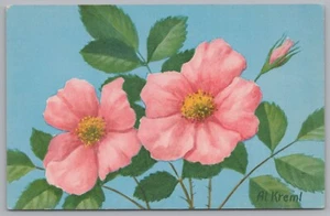Wild Rose, Rosa Viginiana, Vintage Post Card. - Picture 1 of 2