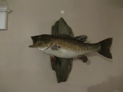 18" smallmouth bass taxidermy - Image 1 of 4