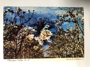 Vintage Okanagan Valley BC Cherry Blossoms Postcard - Bild 1 von 2