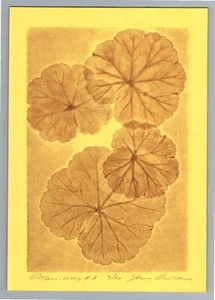 Vintage 60s,70s Botanical Scientific X-Ray Art Print, Floral Monotype, 7x5 - Picture 1 of 2