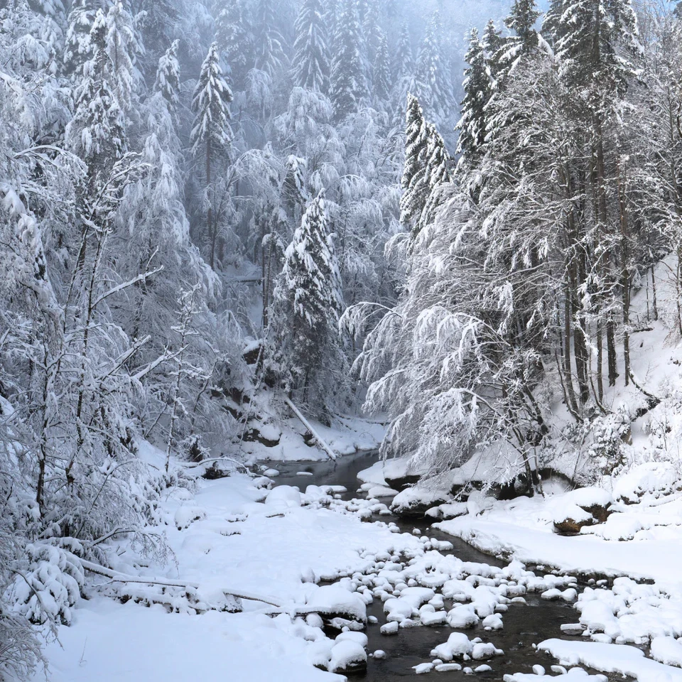 FRAGRANCEBUDDY Iced Vanilla Woods Type Soap / Candle Making Fragrance Oil **FREE SHIPPING**