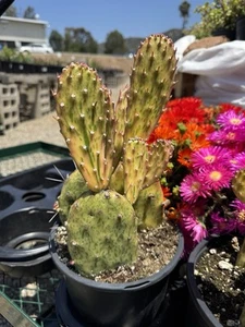Opuntia Sunburst Variegated Cactus - Picture 1 of 4