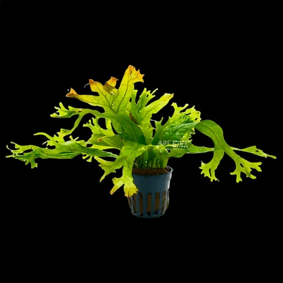 Java Fern Coral Reef | Aquarium Plants Factory® - Image 1 of 2