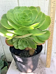 VERY LARGE ROOTED AEONIUM ARBOREUM SUCCULENT GREEN ROSE 15" Tall x 8.5" Wide - Picture 1 of 6