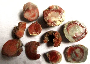 Red Horn Coral - Rugosa - Fossil - 282 grams - Utah - Lot of 10 - Picture 1 of 3