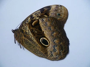 Caligo beltrao, UNMOUNTED, SIN MONTAR A1 BUTTERFLY - Imagen 1 de 1