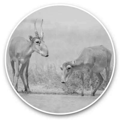2 x Vinyl Aufkleber 30 cm (BW) - Saiga Antilope Wildtier #39429 - Bild 1 von 4