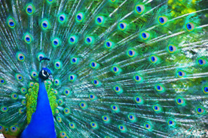 Blue peacock fanning feathers up close ceramic tile mural backsplash medallion