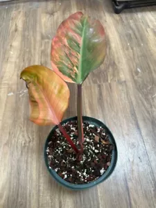 Philodendron Yellow Congo - Picture 1 of 4