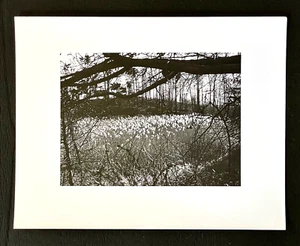 Original SIGNED N. JAY JAFFEE Gelatin Silver Photograph (Flowers in Landscape) - Picture 1 of 6