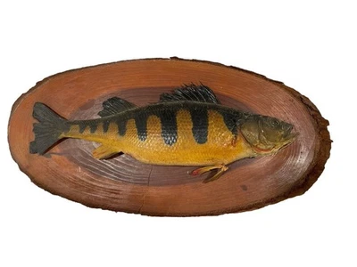 Antique Live Edge Wood Mount Carving Perch Trophy Fish Taxidermy Gamefish Cabin - Image 1 of 4
