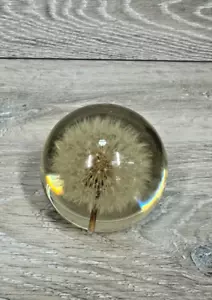 Hafod Grange Dandelion Ord Paperweight Made Great Britain 1996 - Picture 1 of 2