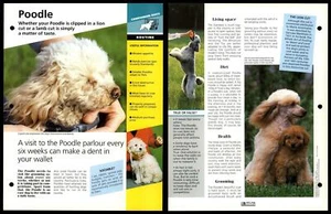 Poodle - Routine - Dogs Of The World Atlas Fact File Card - Picture 1 of 1
