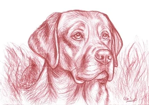 Disegno originale Labrador a matita sanguigna – Arte su carta A4 firmata - Foto 1 di 9