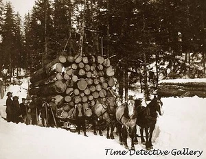 Pferdeschlitten Holzfäller, Alaska - Anfang 1900 - historischer Fotodruck - Bild 1 von 1