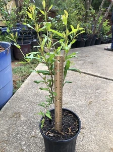 Wonderful Pomegranate Tree – 18” Tall Seedling – Live Plant – Potted - Picture 1 of 6