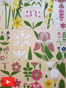 Owen Jones c.1880 Ornament lot x 10 old prints leaves plants botanicals floral - Picture 1 of 5