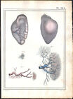 1825 Lithographie aquarellée Vaisseaux microscopie Anatomie Chirurgie