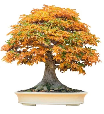 5 TRIDENT MAPLE TREE SEEDS (Acer buergerianum) Hardy Fall Colors Bonsai Plant - Image 1 of 3