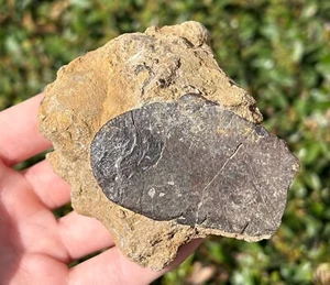 Texas Cretaceous Turtle Shell Fossil in Matrix Dinosaur Bones Reptile - Picture 1 of 7