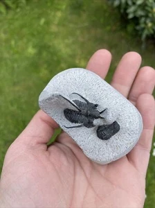 Fossil Cyphaspis walteri And Proetus Trilobite, Devonian - Trilobite, Morocco - Picture 1 of 12