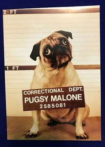 Avanti Press Birthday Greeting Card -"somebody squealed! Happy Birthday.."A44) - Picture 1 of 4