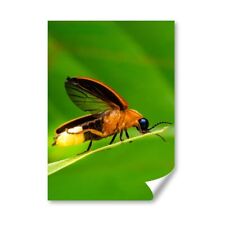 A3 - Natural World Firefly Macro Insect Poster 29.7X42cm280gsm #16107