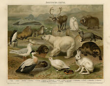 Antique Print-The fauna in the Artic-Polar Bear-Arktische Fauna-Meyers-1895