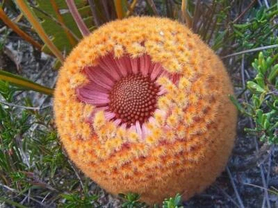 Southern Blechnum Banksia (Banksia blechnifolia) 5  Seeds - Image 1 of 3