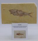 Fossil Knightia Fish Eocene  Green River Formation Wyoming Usa + Display Stand