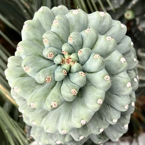 Cereus peruvianus SPIRALIS form nudum "CLONE 21K" SEEDS - - Picture 1 of 3