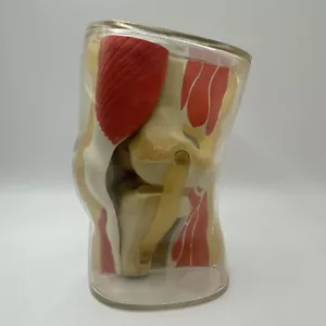 VTG Merck Knee Joint Anatomical Model Midcentury - Picture 1 of 8
