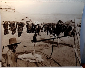 Vintage Venison Meat Drying at Ah Tso Lidge Red Lake Az 11" x 14" Photo JRR18 - Picture 1 of 6