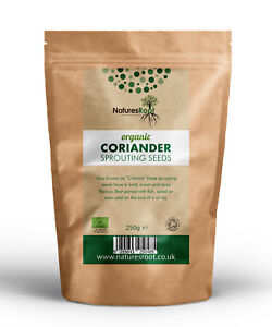 Organic Coriander Sprouting Seeds Cilantro Herb Sprouts | Non GMO | Microgreens