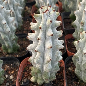 High10-13cm cactus plants Stenocereus beneckei Home Garden beautiful Plants - Picture 1 of 3