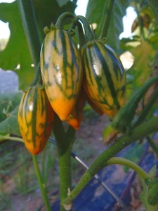 Berenjena a rayas Toga - comestible ornamental - Imagen 1 de 3