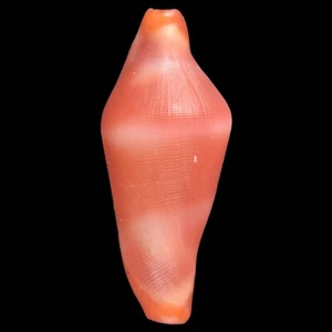 CRENAVOLVA STRIATULA (Bohol Isl., Philippines) 9.4mm #47428 - Imagen 1 de 3