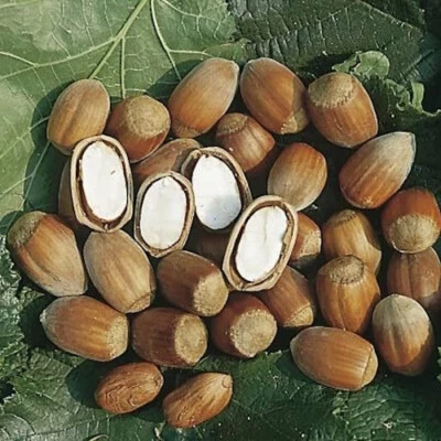 GIANT  Hazelnut (Corylus) - 10 fresh -cuttings ready for rooting procedure - Image 1 of 2