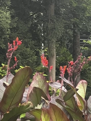 15 个 Cana 灯泡/管子:勃艮第叶子红色花朵 — 第 1/4 张图片