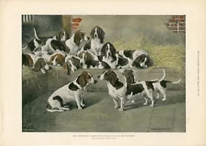 BASSET HOUND DOGS IN KENNELS BISHOPS WALTHAM ANTIQUE 1895 ART PRINT b12 - Foto 1 di 1