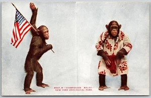 Postal Parque Zoológico de la Ciudad de Nueva York Chimpancé Baldy - Imagen 1 de 2