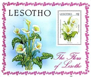 LESOTHO 1987 FLORA / FLOWERS S/S mnh ** SCHWEIN-LILIE 💲KOSTENLOSER VERSAND💲 - Bild 1 von 1