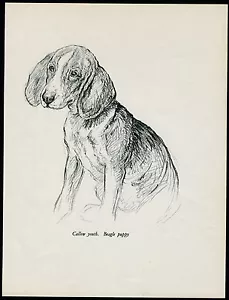 BEAGLE WELPE SCHÖNER VINTAGE 30er JAHRE HUND KUNSTDRUCK von KF BARKER - Bild 1 von 1