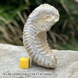 Rastellum oyster bivalve fossil 'alien' - genuine and intriguing - Picture 1 of 1