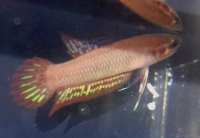 PAR SALVAJE BETTA BURDIGALA FORMA ÚNICA - envío solo por transmisor Foto 1 de 2