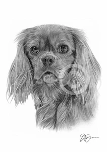 KING CHARLES SPANIEL Perro Arte A4 Firmado Lápiz Dibujo Obra de Arte Impreso - Imagen 1 de 1