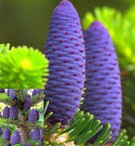 Korean Abies - Blue Purple Fir - 25 Seeds Seeds - Ornamental Garden - Picture 1 of 1