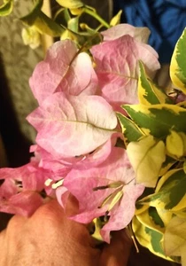 Bougainvillea Roma Variegated Variegata Plant Cuttings X 3 rare - Picture 1 of 1