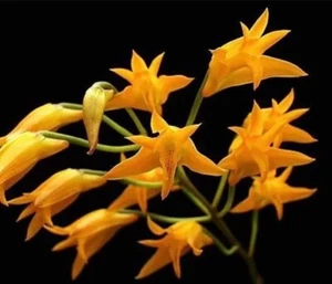 Stenocoryne aureofulva, blooming size unique orchid species. - Picture 1 of 5