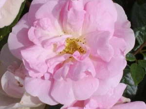 Blush Rambler - Medium Pink Rambling Rose - 4L Potted - Picture 1 of 1